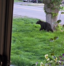 Bear on 6th Street